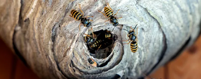 Eine Nahaufnahme eines Wespennests. Der Fokus liegt auf der Öffnung, aus der mehrere Wespen ein- und ausgehen. Wenn Sie ein solches Nest entdecken, sollten Sie eine Wespenbekämpfung in Bremen beauftragen.