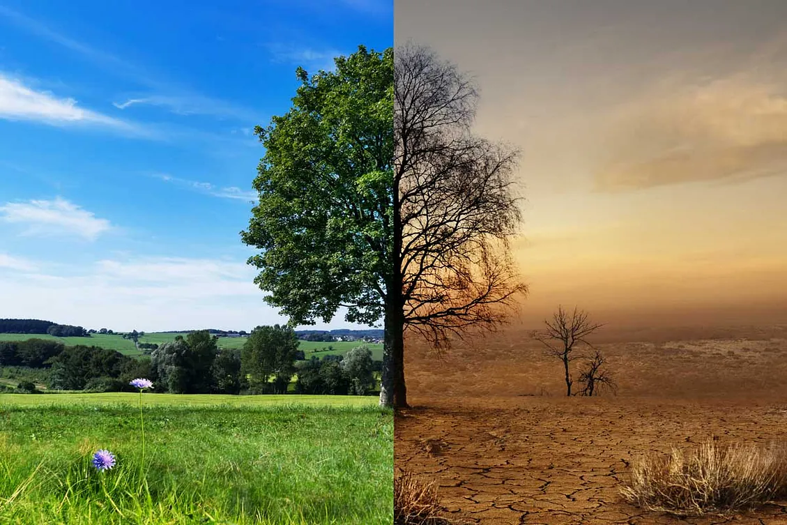 Klimawandel und Schädlinge in Deutschland