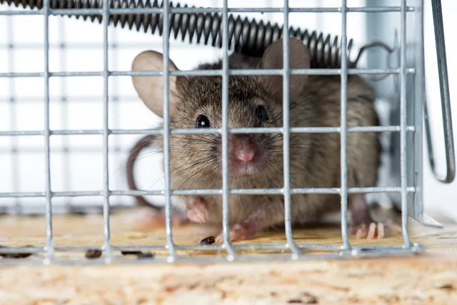 Eine graue Maus ist gefangen in einer Lebendfalle. Dies gehört zu den gängigen Methoden einer professionellen Mäusebekämpfung in Bremen. 