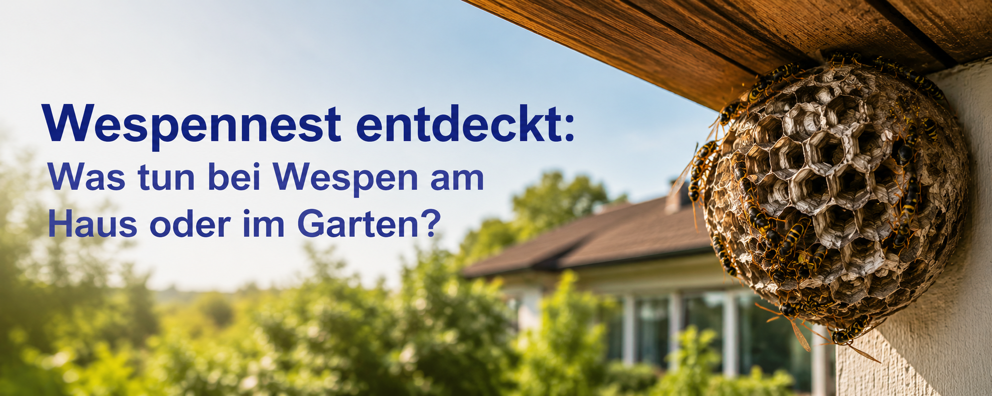 wespennest entdeckt